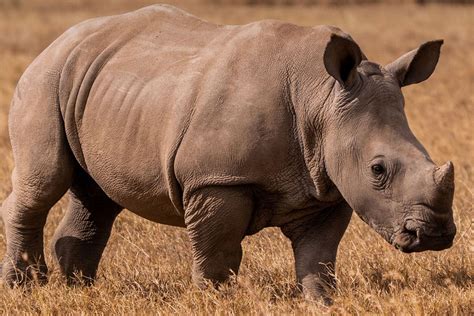 African Rhino Betfair